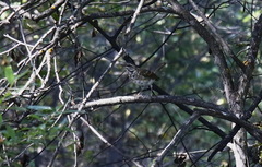 Turdus obscurus