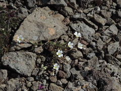 Cerastium alpinum