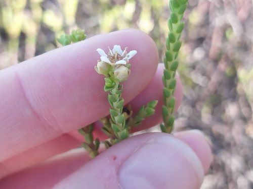 Image of Diosma oppositifolia by (c) De Waal Hugo, some rights reserved (CC BY)