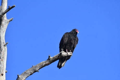 Turkey Vulture photographed in New Mexico
