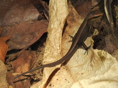 Eutropis rudis
