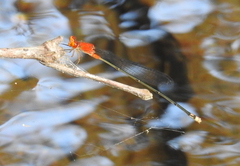 Pseudagrion ustum