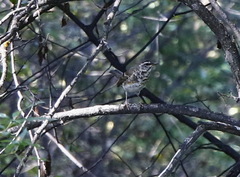 Turdus obscurus