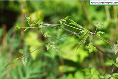 Clematis brevicaudata