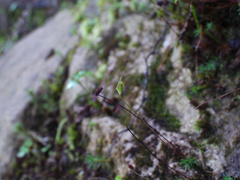 Polytrichadelphus magellanicus