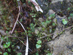 Polytrichadelphus magellanicus