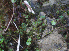 Polytrichadelphus magellanicus