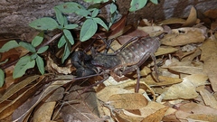 Mastigoproctus tohono