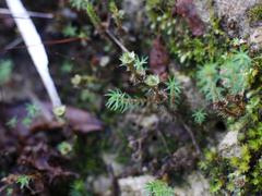 Polytrichadelphus magellanicus