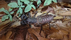 Mastigoproctus tohono