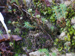 Polytrichadelphus magellanicus