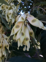 Ailanthus altissima