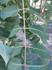 Ailanthus altissima