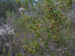 Erica axillaris