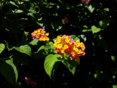 Lantana