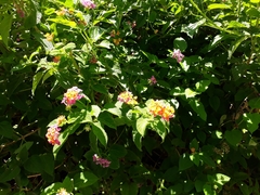Lantana