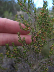 Erica axillaris
