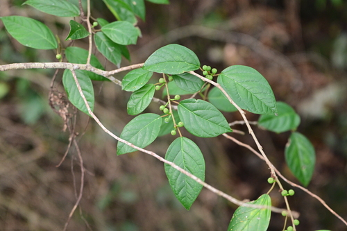 Ficus hederacea observed 2025-04-26