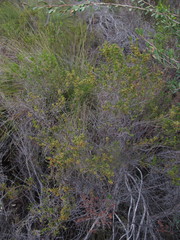 Erica axillaris