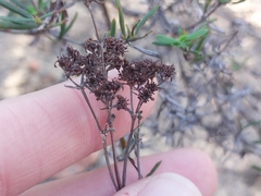 Crassula cymosa