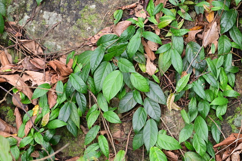 Ficus hederacea observed 2025-04-26