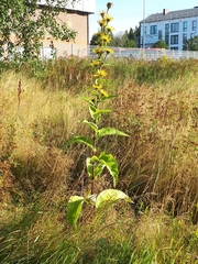 Inula racemosa