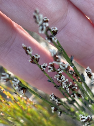 Elegia microcarpa, photograph 2