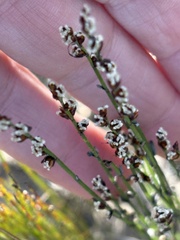Elegia microcarpa, photograph (c) Christina, some rights reserved (CC BY)