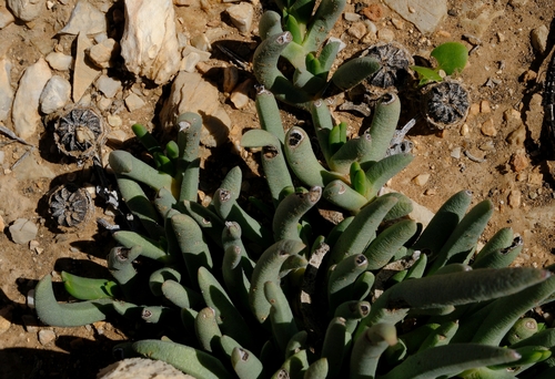 Cephalophyllum confusum