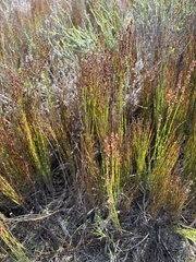 Elegia microcarpa, photograph (c) Christina, some rights reserved (CC BY)