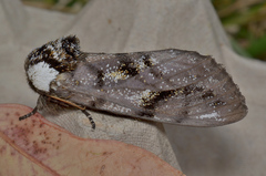 Psalidostetha banksiae