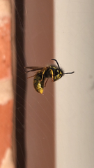 Vespula