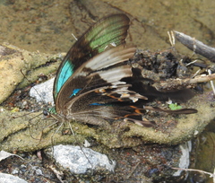 Papilio peranthus