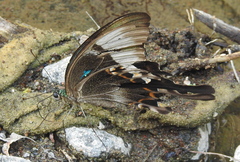Papilio peranthus