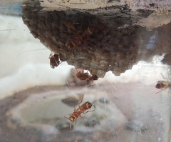 Ropalidia marginata marginata