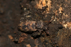 Synchita undata