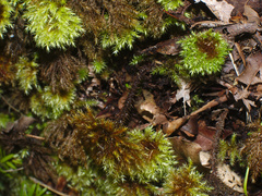 Mniodendron colensoi