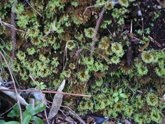 Mniodendron colensoi