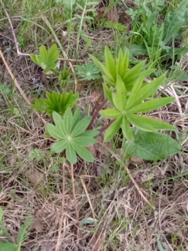 Bog Lupine foliage