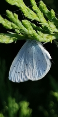 Celastrina argiolus