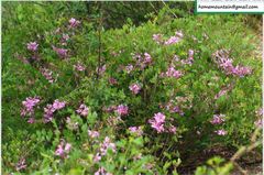 Indigofera kirilowii