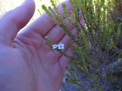 Diosma subulata