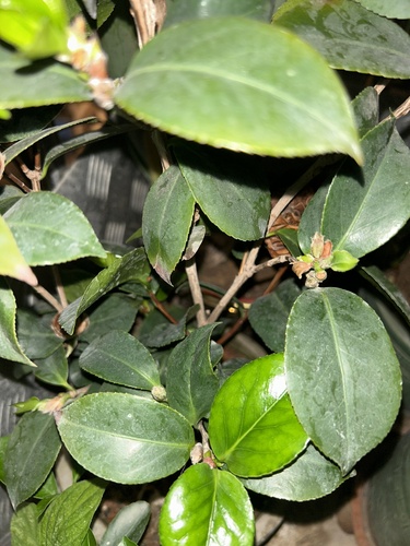Foto de Camélia-do-chá