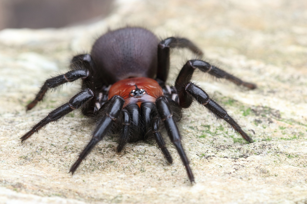 Black Tunnelweb Spider from 34 Gresham Street, Tainui, Otago, NZ on ...