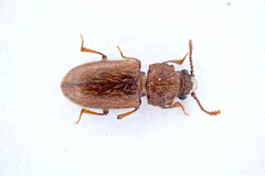 Cryptophagus lycoperdi