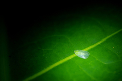 Kallitaxila granulata