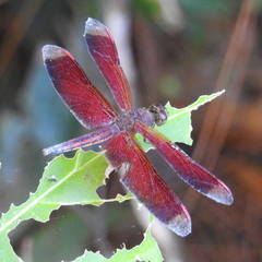 Neurothemis manadensis