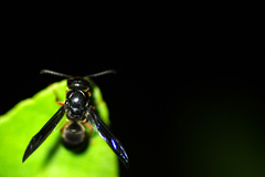 Anterhynchium rufipes