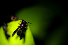 Anterhynchium rufipes