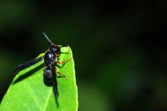Anterhynchium rufipes